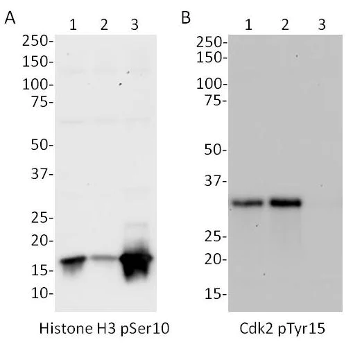 Western blot - Human Cell Cycle In-Cell ELISA kit (IR) (AB139412)