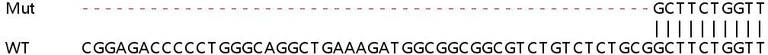 Sanger Sequencing - Human CEP57 knockout HeLa cell line (AB266056)