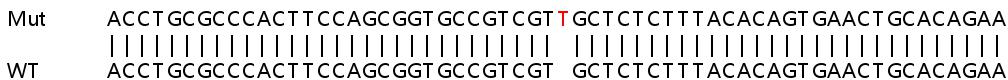 Sanger Sequencing - Human CERK knockout HEK-293T cell line (AB267331)