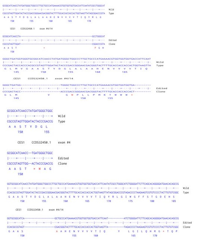 Next Generation Sequencing - Human CES1 knockout A549 cell line (AB300889)