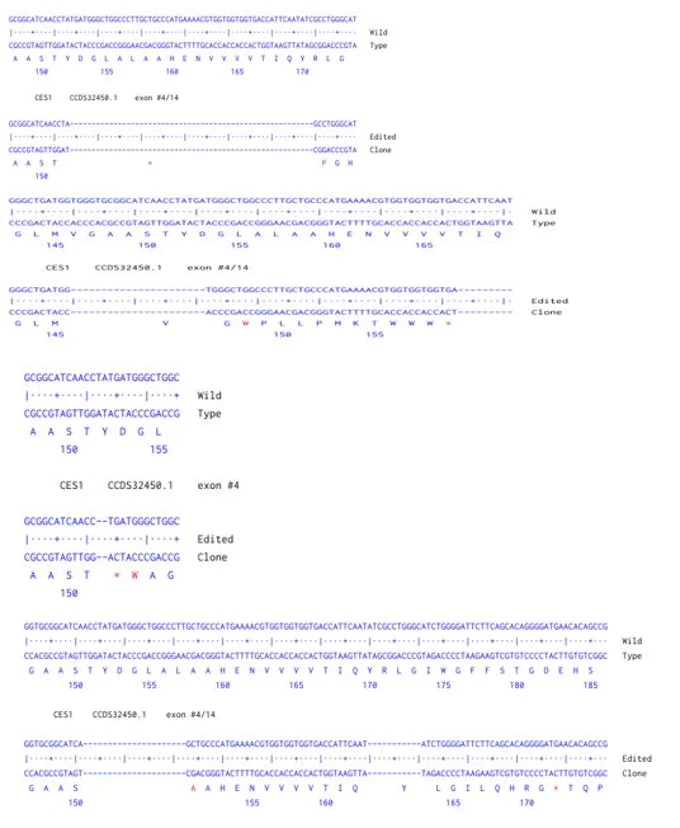 Next Generation Sequencing - Human CES1 knockout A549 cell line (AB300889)