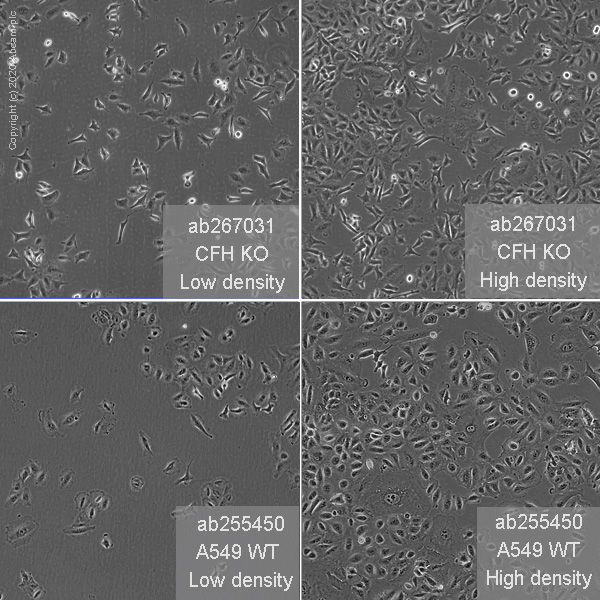 Cell Culture - Human CFH (Factor H) knockout A549 cell line (AB267031), expandable thumbnail
