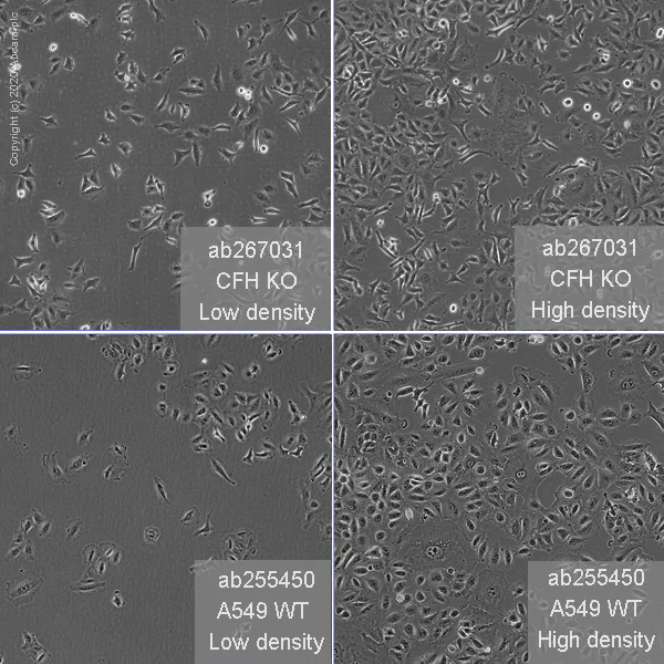 Cell Culture - Human CFH (Factor H) knockout A549 cell line (AB267031)
