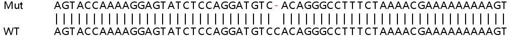 Sanger Sequencing - Human CFH (Factor H) knockout A549 cell line (AB267031), expandable thumbnail