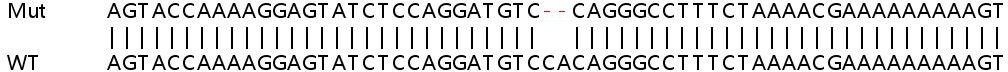 Sanger Sequencing - Human CFH (Factor H) knockout A549 cell line (AB267031), expandable thumbnail