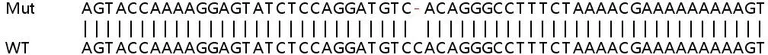 Sanger Sequencing - Human CFH (Factor H) knockout A549 cell lysate (AB257150)