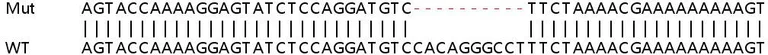 Sanger Sequencing - Human CFH (Factor H) knockout A549 cell lysate (AB257150)