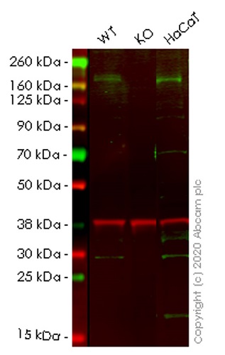 Western blot - Human CFH (Factor H) knockout A549 cell lysate (AB257150)