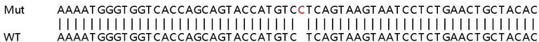 Sanger Sequencing - Human CFHR3 (Complement factor H-related protein 3) knockout A549 cell line (AB267092)