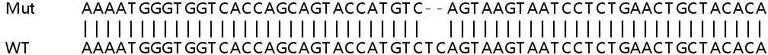 Sanger Sequencing - Human CFHR3 (Complement factor H-related protein 3) knockout A549 cell line (AB267092)