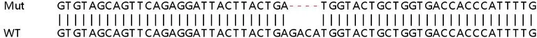 Sanger Sequencing - Human CFHR3 (Complement factor H-related protein 3) knockout A549 cell lysate (AB263149)