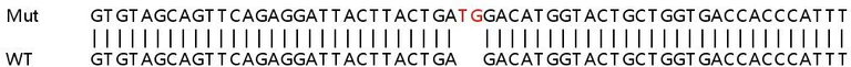 Sanger Sequencing - Human CFHR3 (Complement factor H-related protein 3) knockout A549 cell lysate (AB263149)