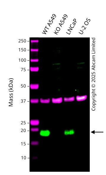 Western blot - Human CHCHD10 knockout A549 cell line (AB326017)