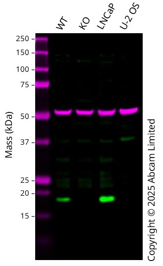 Western blot - Human CHCHD10 knockout A549 cell line (AB326017)