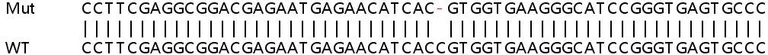 Sanger Sequencing - Human CHCHD3 (MIC19) knockout HEK-293T cell line (AB266471)