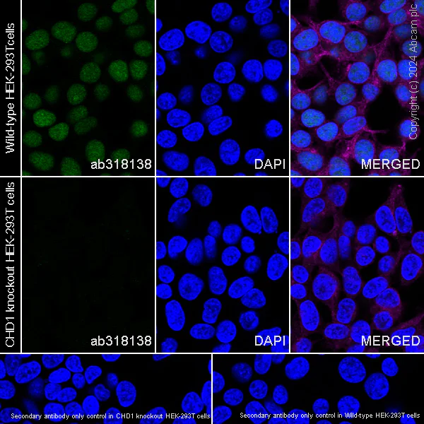 Immunocytochemistry/ Immunofluorescence - Human CHD1 knockout HEK-293T cell line (AB266512)