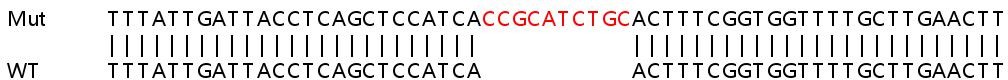 Sanger Sequencing - Human CHD1 knockout HEK-293T cell lysate (AB263151), expandable thumbnail