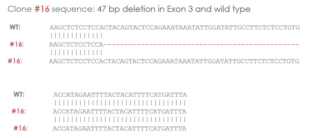 Human CHEK1 heterozygous knockout A549 cell line
