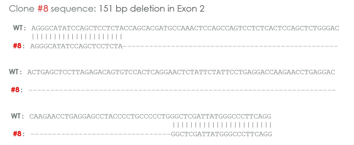 Sanger Sequencing - Human CHEK2 (Chk2) knockout A549 cell line (AB276098), expandable thumbnail