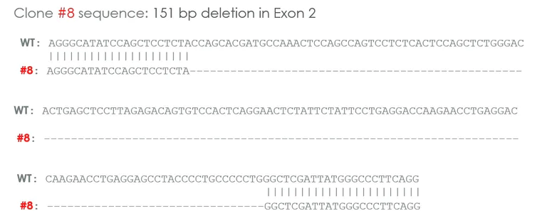 Sanger Sequencing - Human CHEK2 (Chk2) knockout A549 cell line (AB276098)