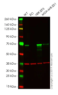 Western blot - Human CHEK2 (Chk2) knockout HeLa cell line (AB264815)
