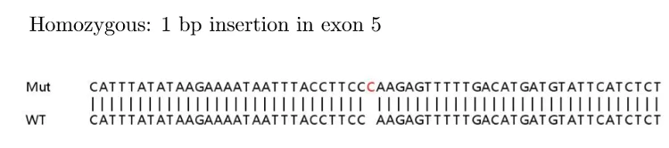 Sanger Sequencing - Human CHEK2 (Chk2) knockout HeLa cell lysate (AB257104)