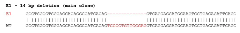 Sanger Sequencing - Human CHI3L1 knockout THP-1 cell line (AB280038)
