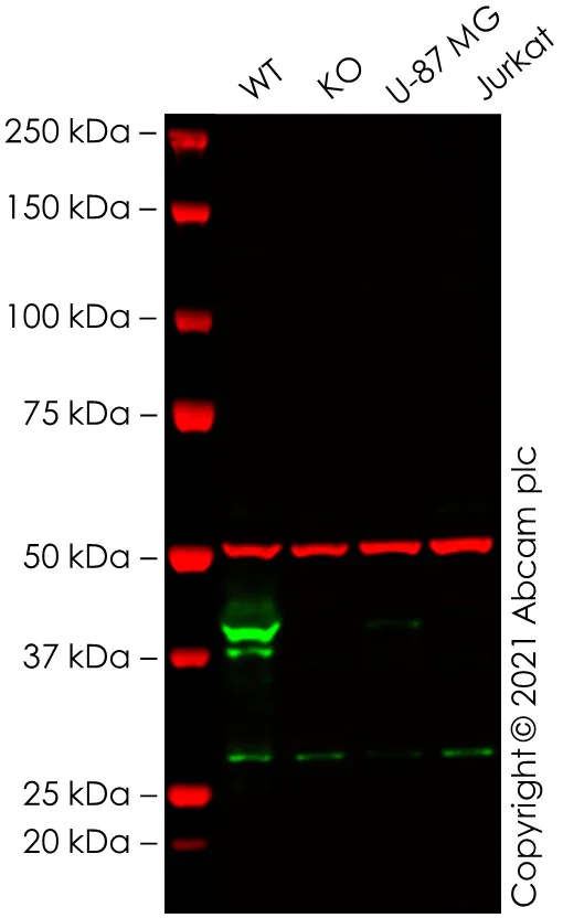 Western blot - Human CHI3L1 knockout THP-1 cell line (AB280038)