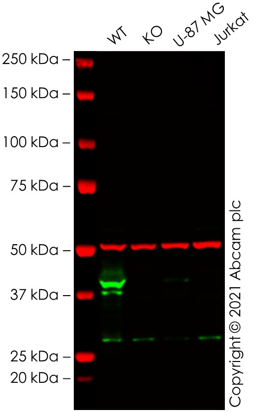 Western blot - Human CHI3L1 knockout THP-1 cell lysate (AB280097)