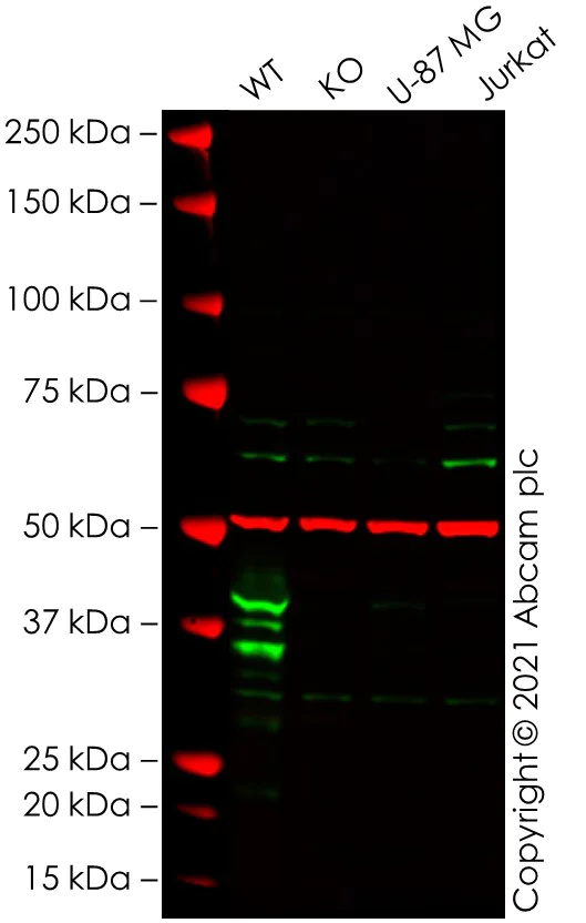 Western blot - Human CHI3L1 knockout THP-1 cell lysate (AB280097)