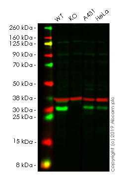 Western blot - Human CHMP2B knockout A549 cell line (AB261874), expandable thumbnail