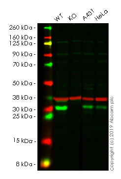 Western blot - Human CHMP2B knockout A549 cell line (AB261874)