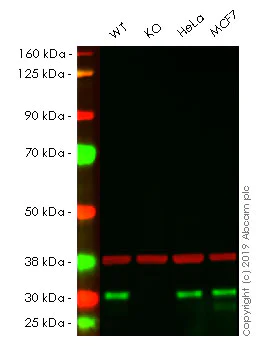 Western blot - Human CHMP2B knockout A549 cell lysate (AB261683)