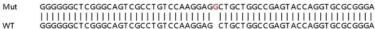 Sanger Sequencing - Human CIB1 (KIP) knockout HEK-293T cell line (AB266081)