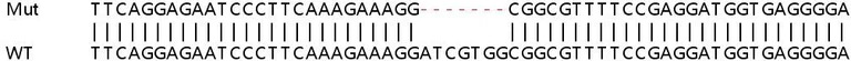 Sanger Sequencing - Human CIB2 knockout HEK-293T cell lysate (AB258358)