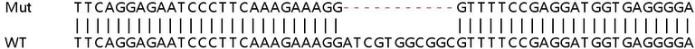 Sanger Sequencing - Human CIB2 knockout HEK-293T cell lysate (AB258358)
