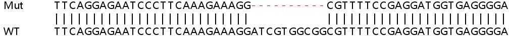 Sanger Sequencing - Human CIB2 knockout HEK-293T cell lysate (AB258358), expandable thumbnail
