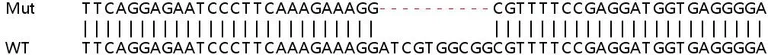 Sanger Sequencing - Human CIB2 knockout HEK-293T cell lysate (AB258358)