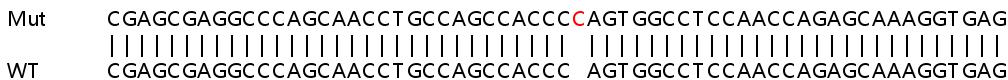 Human CIC (Capicua) knockout HeLa cell lysate