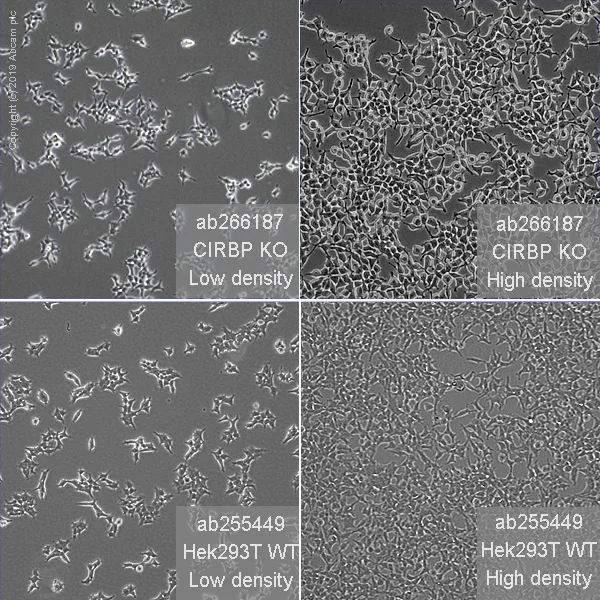 Cell Culture - Human CIRBP (CIRP) knockout HEK-293T cell line (AB266187)