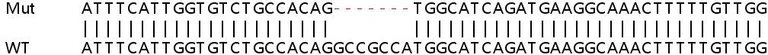 Sanger Sequencing - Human CIRBP (CIRP) knockout HEK-293T cell lysate (AB257252)