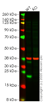 Western blot - Human CIRBP (CIRP) knockout HEK-293T cell lysate (AB257252), expandable thumbnail