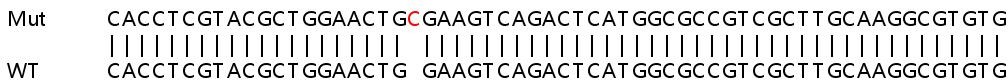 Sanger Sequencing - Human CISD1 (MitoNEET) knockout HeLa cell line (AB265276)