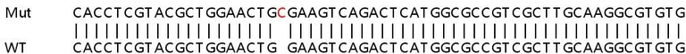 Sanger Sequencing - Human CISD1 (MitoNEET) knockout HeLa cell lysate (AB258817)