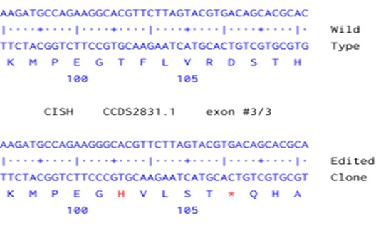 Human CISH knockout A549 cell line