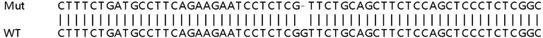 Sanger Sequencing - Human CIT knockout HEK-293T cell line (AB267255)
