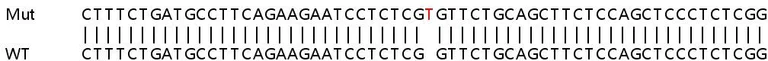 Sanger Sequencing - Human CIT knockout HEK-293T cell line (AB267255)