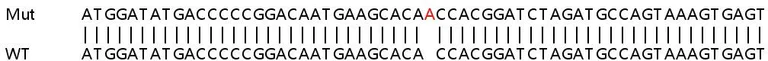 Sanger Sequencing - Human CKMT1A (Creatine kinase MT) knockout HEK-293T cell line (AB267289)
