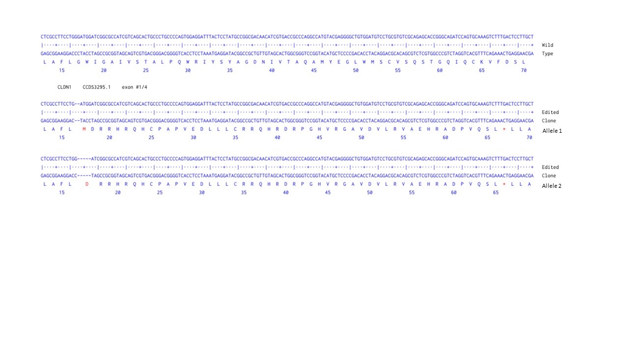 Next Generation Sequencing - Human CLDN1 knockout A-431 cell line (AB261889), expandable thumbnail