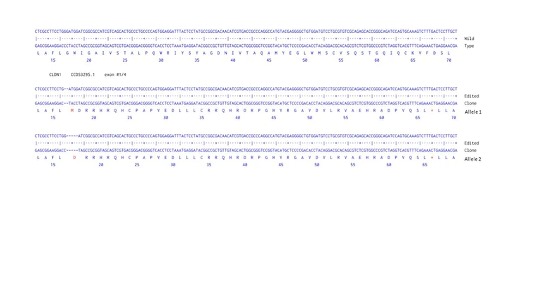 Next Generation Sequencing - Human CLDN1 knockout A-431 cell line (AB261889)